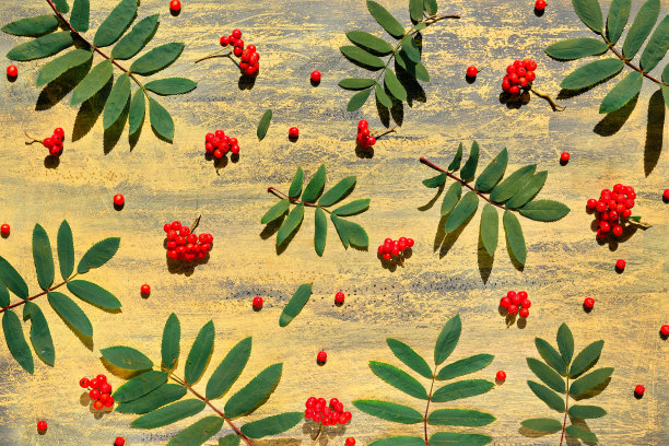 罗温浆果，自然的秋天背景与罗温浆果的叶子和浆果。平铺，俯视图上有纹理的黄色木板。简单的自然季节背景图片下载