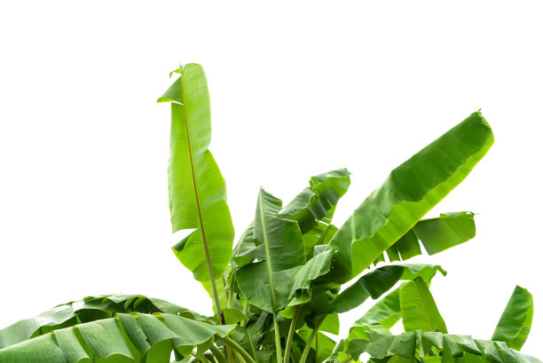 青香蕉叶图片下载