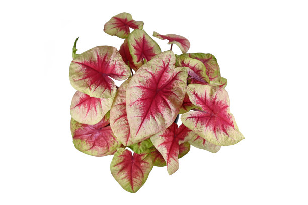 “柠檬红Caladium Lemon Blush”室内植物图片下载