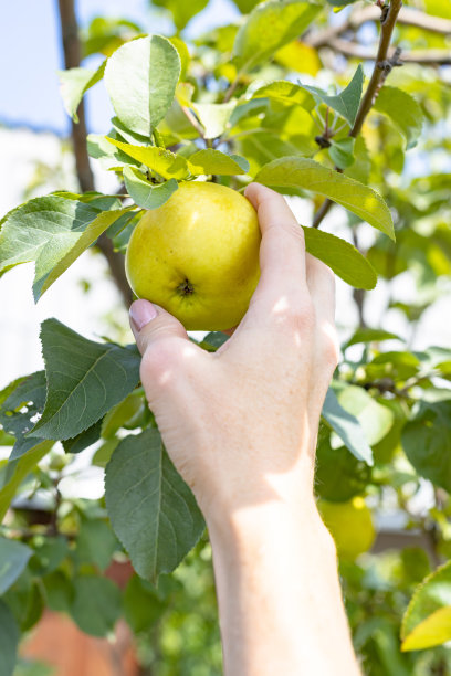 一个女人的手从树枝上摘了一个成熟的黄色苹果。天然有机产品。秋天收获苹果的概念。农场苹果园。晴天的背景。垂直拍摄。第一人称视角图片下载