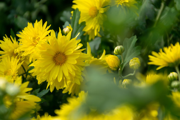 不同品种和颜色的铜菊花图片下载
