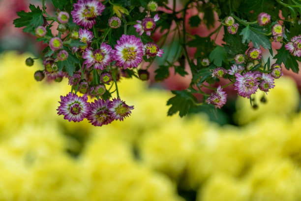 不同品种和颜色的铜菊花图片下载