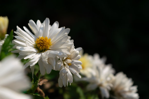 不同品种和颜色的铜菊花图片下载