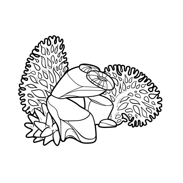 珊瑚和海葵生长在岩石上色书上图片下载