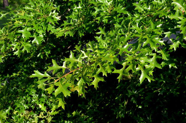 泥橡树是我们驯化的木本植物之一。你会经常在潮湿或潮湿的微酸性土壤中遇到它们。这些是长着漂亮叶子和树冠的大树图片下载