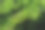 泥橡树是我们驯化的木本植物之一。你会经常在潮湿或潮湿的微酸性土壤中遇到它们。这些是长着漂亮叶子和树冠的大树图片下载