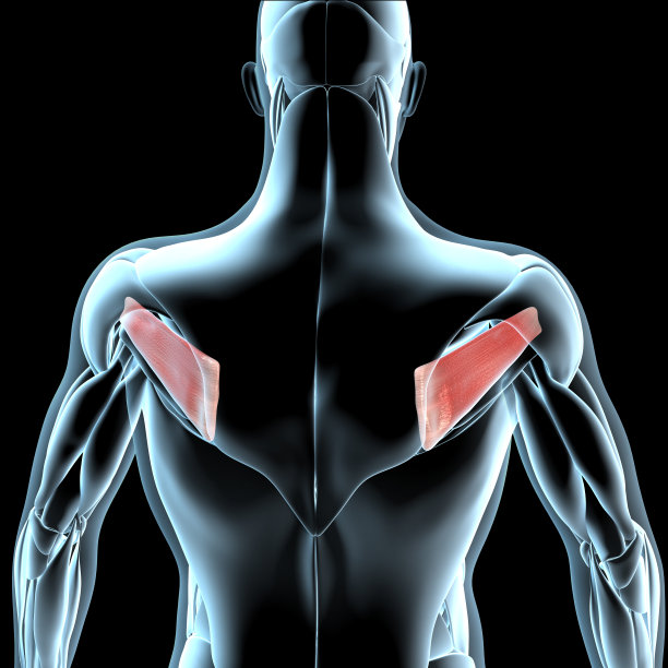 冈下肌在x线肌肉组织上的三维图解图片下载