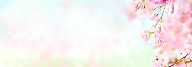 粉红色的樱花在春天盛开图片下载