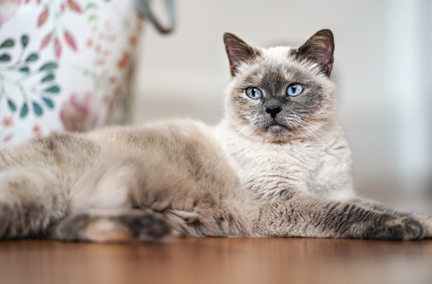 年老的灰猫，有着锐利的蓝眼睛，躺在木地板上，特写浅景深的照片图片下载