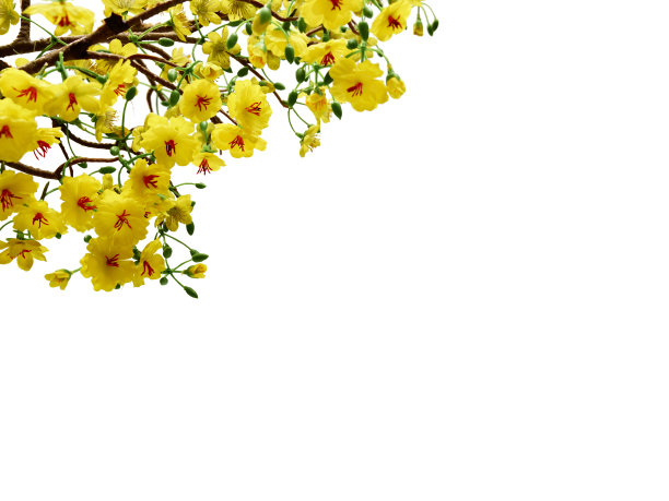 奥赫纳树图片下载