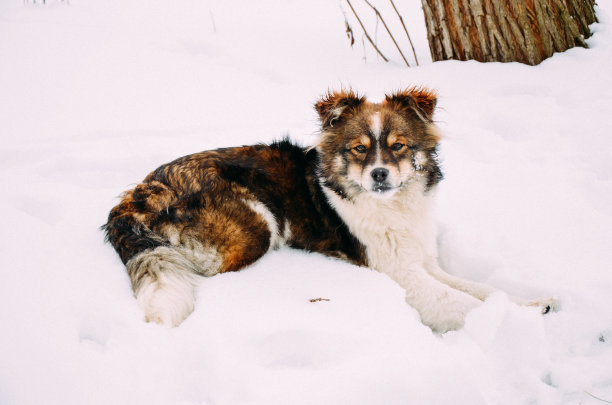 年轻快乐的狗躺在雪地上图片下载