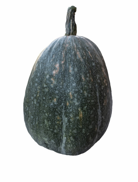 现实南瓜孤立在白色背景上的特写，万圣节的象征图片下载