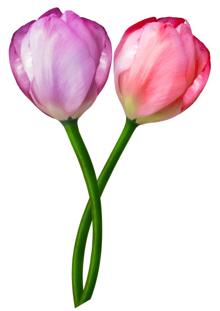 蓝色牡丹花在白色孤立的背景与修剪路径。特写镜头。为设计。大自然。图片下载