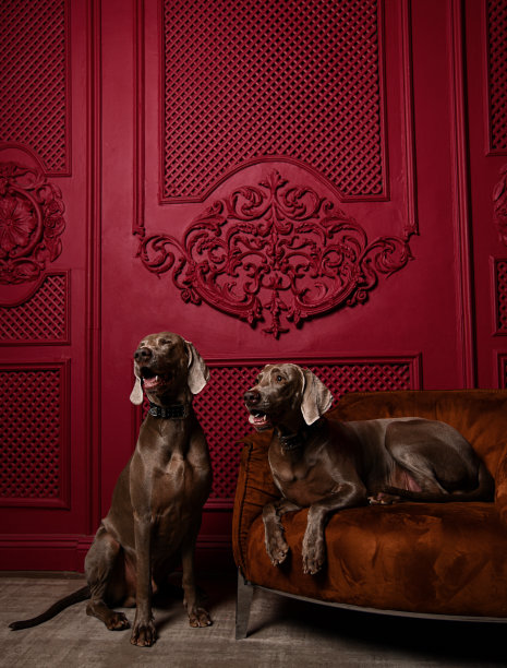 两只漂亮的灰棕色魏玛拉犬坐在豪华的红色室内，一只狗躺在皮革扶手椅上图片下载