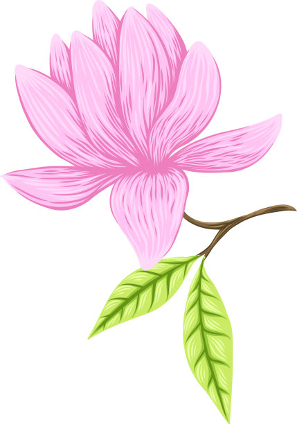 美丽的木兰春图片下载