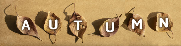 一片落叶上的秋字图片下载