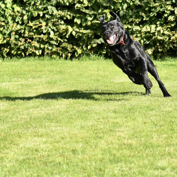 有趣的走狗图片下载