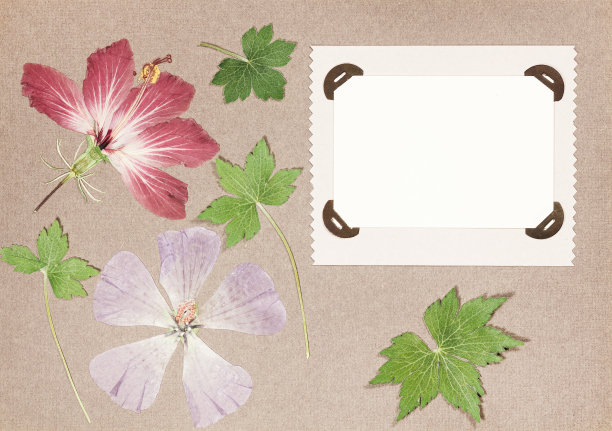 旧相册里的一页。压干的花朵。剪贴簿元素用树叶、花朵和花瓣装饰花朵。为了卡片，邀请和祝贺。用于剪贴簿，问候图片下载