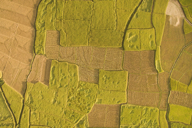 稻田的美丽景色图片下载