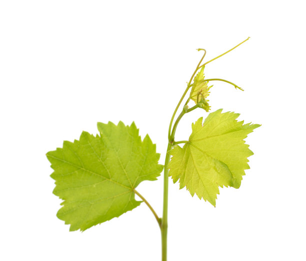 绿色的葡萄发芽。图片下载