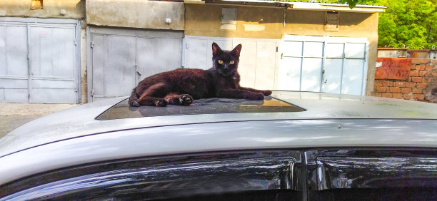黑猫坐在车顶上。黑猫躺在车上看着摄像机图片下载