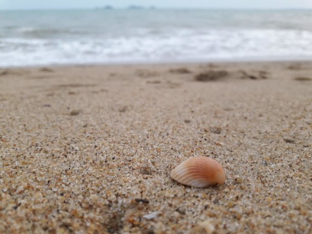 海滩上的沙滩上的贝壳图片下载