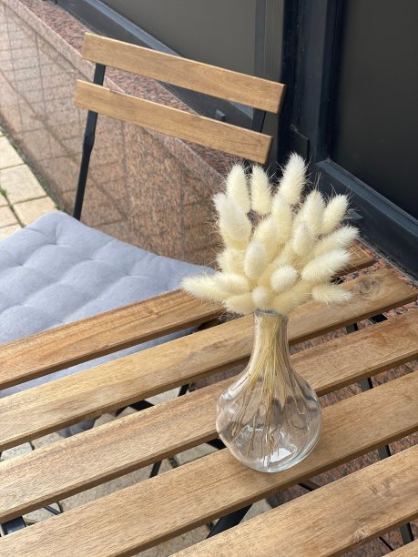 植物拉尾草，俗称兔尾草或兔尾草。由于其迷人的圆锥花序，它也被作为一种观赏植物种植。图片下载