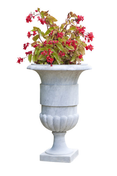 意大利古典大理石花瓶上红色花朵的观赏植物-图像在白色背景上便于选择图片下载