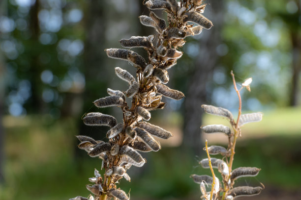 正在发芽的树枝的特写照片图片下载