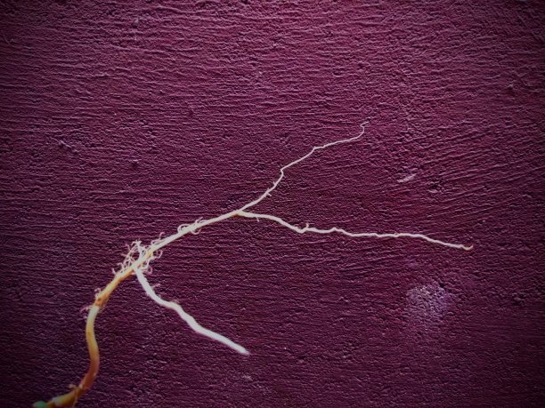 有纹理背景的植物的根图片下载