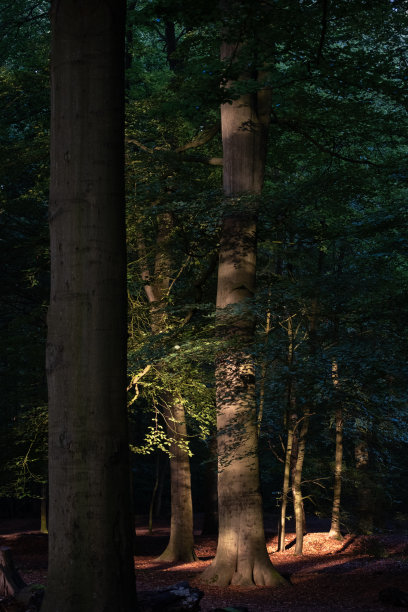 森林里树木上的阳光和阴影图片下载