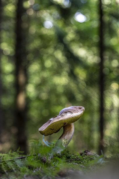 蘑菇图片下载
