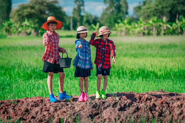 孩子们在绿色稻田背景的自然池塘里喂鱼图片下载