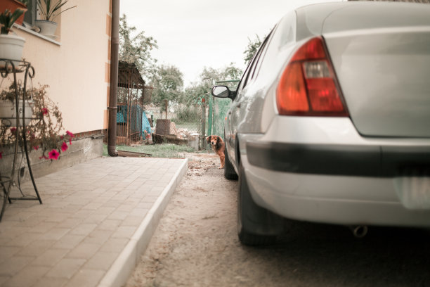 狗看了看汽车附近图片下载