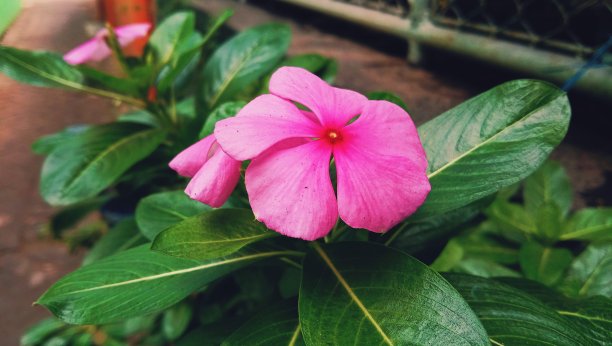 看那些花图片下载