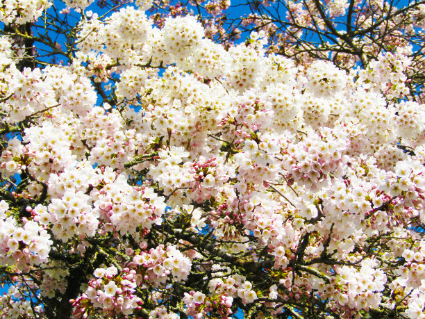 2021年3月，美丽的春天木桐樱花盛开图片下载