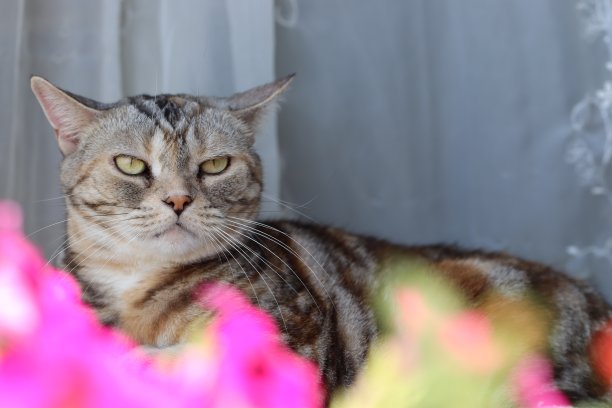 一只在观察周围环境时向外张望的猫。图片下载