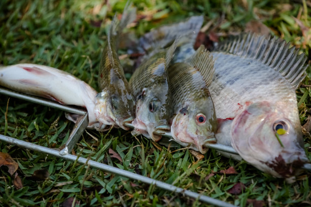 罗非鱼是几种淡水鱼的统称。图片下载
