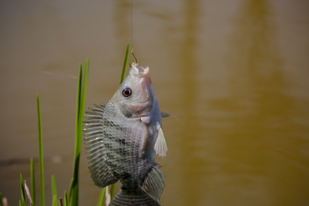 罗非鱼是几种淡水鱼的统称。图片下载