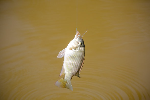 罗非鱼是几种淡水鱼的统称。图片下载