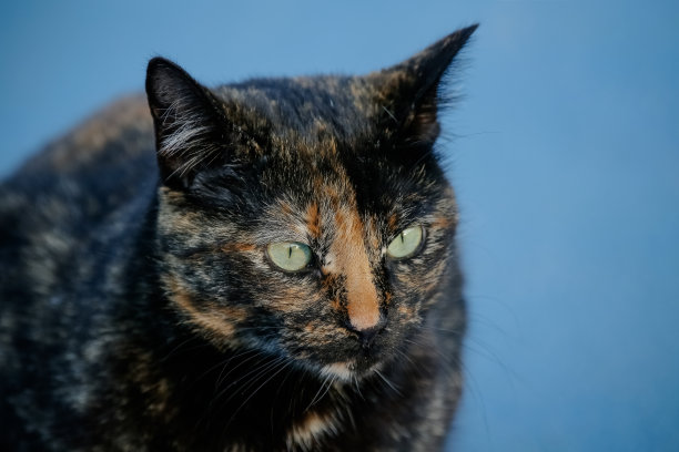 这种有鳞的猫有着黑色和橙色的皮毛，所以它也被称为乌龟猫。图片下载