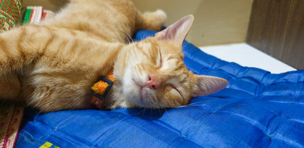 可爱的橙色小猫睡着了图片下载