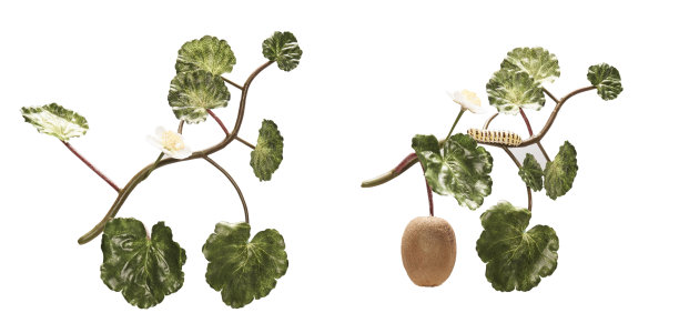 猕猴桃叶图片下载