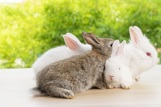 复活节兔子动物概念。一群可爱的小兔子躺在或坐在一块木板上。图片下载