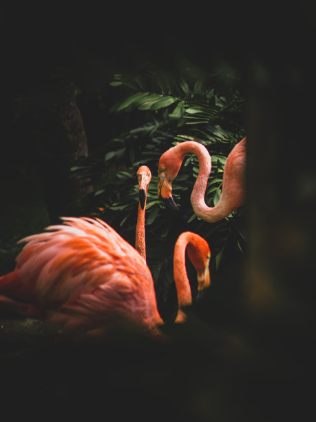 火烈鸟的家庭图片下载