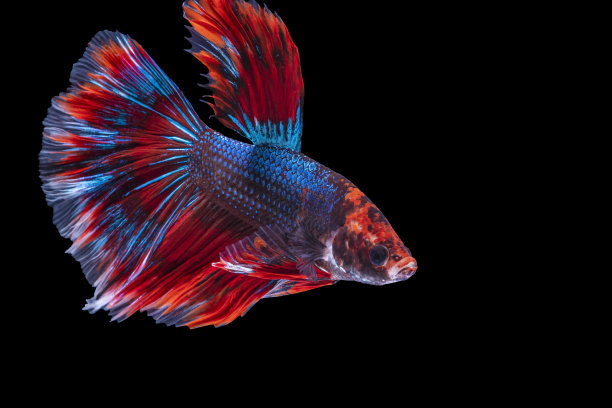 斗鱼在孤立的黑色背景上打斗的节奏。白色、蓝色和红色的暹罗斗鱼与复制空间的动人瞬间美。图片下载
