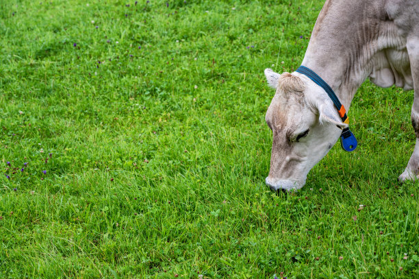 牛放牧与复制空间作为背景定制图片下载
