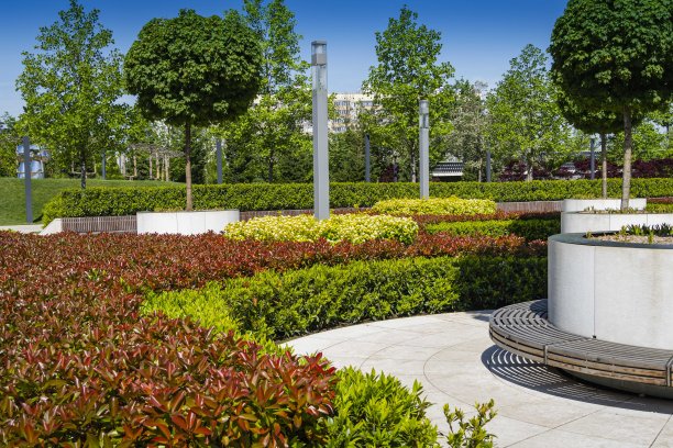 枫树巷在法国花园。枫树生长在圆形的白色容器中。枫树周围有红叶石楠树丛。用于夜间照明的垂直灯笼。公共城市景观公园“克拉斯诺达尔”。图片下载