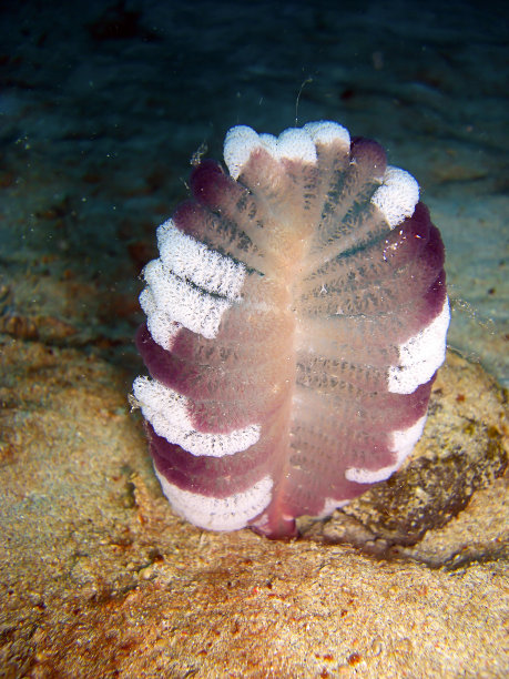 菲律宾海的笔图片下载