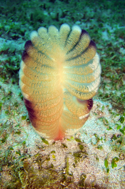 菲律宾海的海笔图片下载